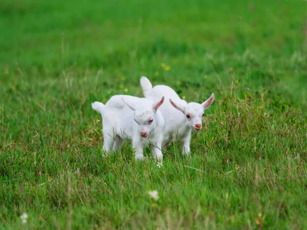 Baby goat in okinawa — Stock Photo, Image