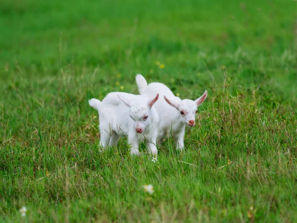 Baby geit in okinawa — Stockfoto