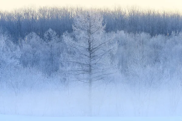 Зимний пейзаж на Хоккайдо — стоковое фото