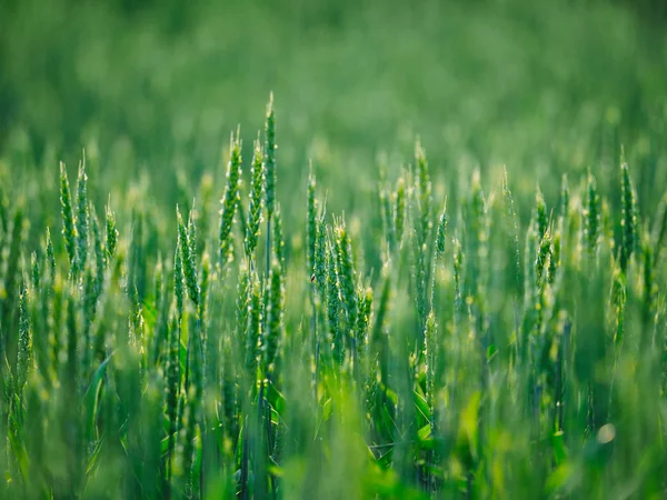 Green wheat field in hokkaido — Stock Photo, Image