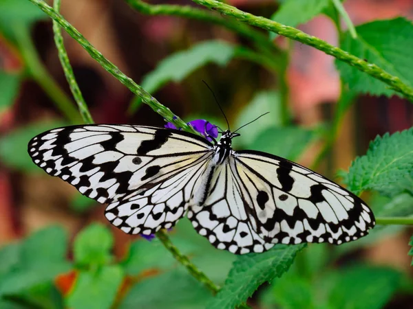 Reispapier-Schmetterling in Okinawa — Stockfoto