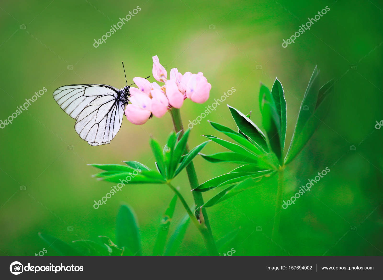 モンシロチョウ写真素材 ロイヤリティフリーモンシロチョウ画像 Depositphotos