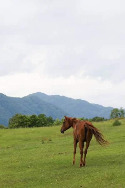 Caballo en verano hokkaido —  Fotos de Stock