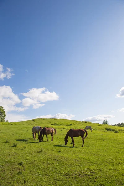 Pferd im Sommer hokkaido — Stockfoto