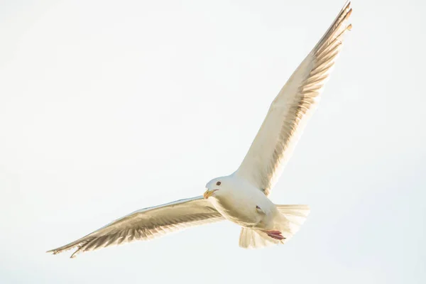 Fliegender Kolben am Himmel — Stockfoto