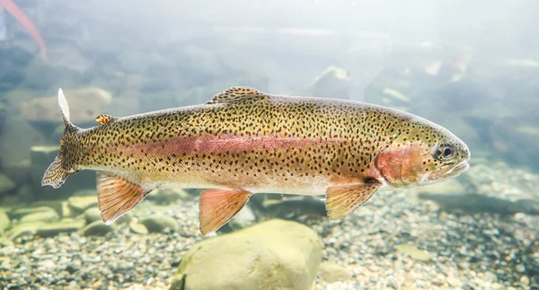 Trota iridea nel fiume — Foto Stock