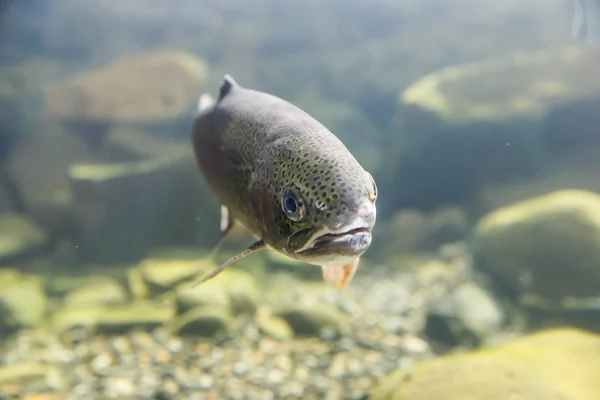 Trota iridea nel fiume — Foto Stock