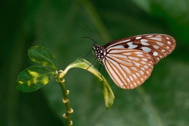 Iriomote adasında kelebek