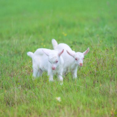 Okinawa çekici keçi