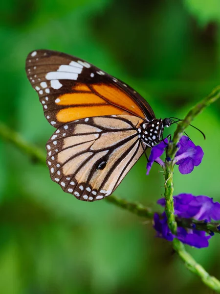 Schmetterling auf Iriomote-Insel — Stockfoto
