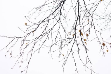 Kışın beyaz huş ağacı