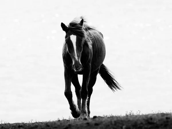 Cavalo na ilha de yonaguni — Fotografia de Stock