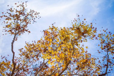 Hokkaido'da sonbahar manzara