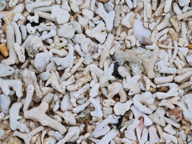 Ishigaki siland mercan beach