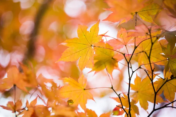 Осенний пейзаж на Хоккайдо — стоковое фото