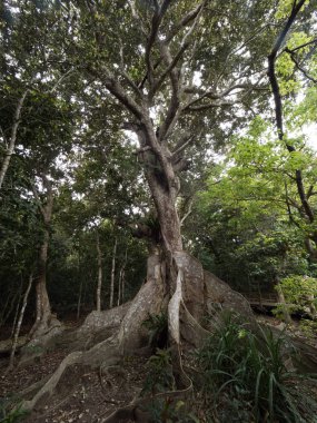 büyük ağaç Iriomote Adası