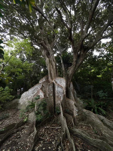 Gran árbol en la isla de iriomote —  Fotos de Stock