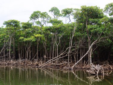 mangrov Iriomote Adası