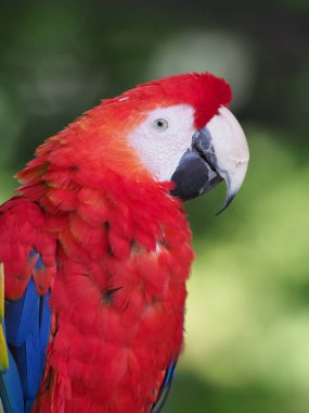 ormandaki Scarlet Amerika papağanı