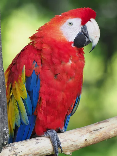 scarlet macaw in forest