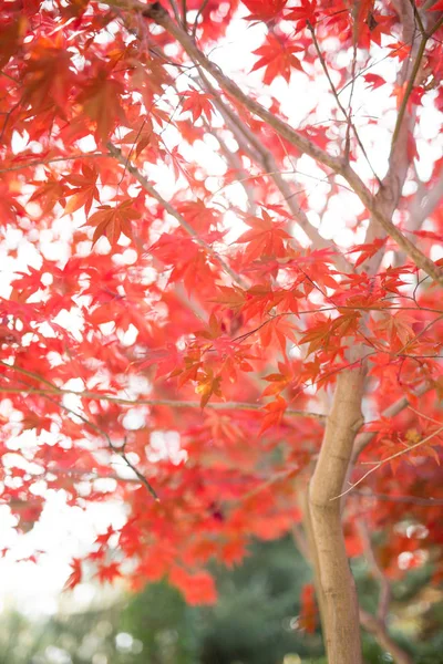 Paysage d'automne au Japon — Photo