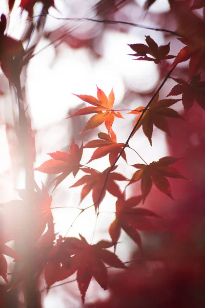 Paisaje de otoño en Japón — Foto de Stock