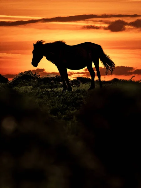 Cavalo na ilha de yonaguni — Fotografia de Stock