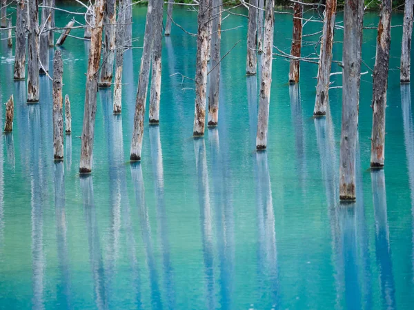 Lagoa azul em hokkaido — Fotografia de Stock