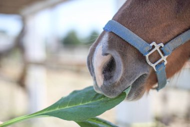 at yaprak yeşil yiyecek