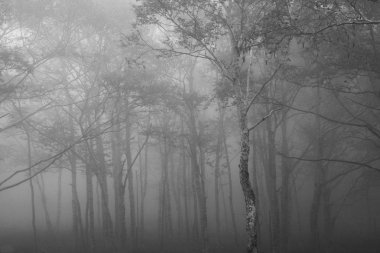 sis içinde beyaz huş ağacı