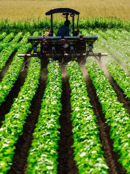 Trator e campo em hokkaido — Fotografia de Stock