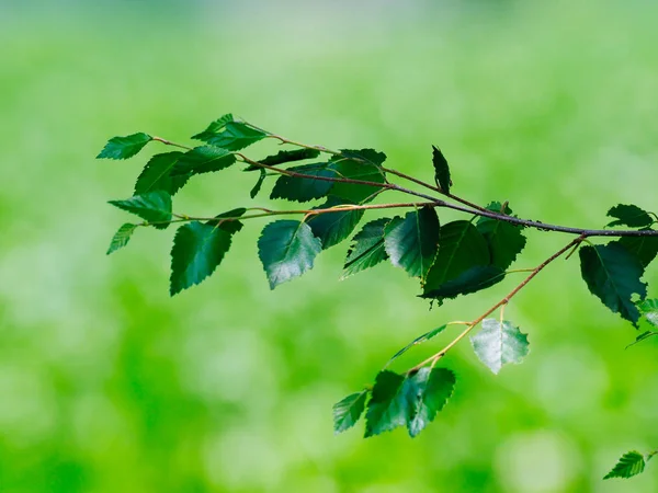 Foglia verde in estate — Foto Stock