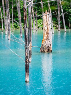 Hokkaido'da mavi su birikintisi