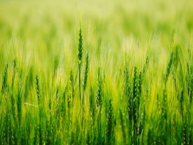 hokkaido buğday alanında