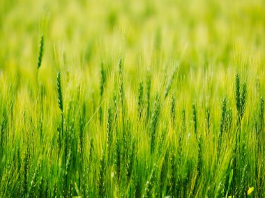 hokkaido buğday alanında