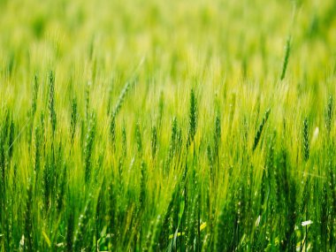 hokkaido buğday alanında