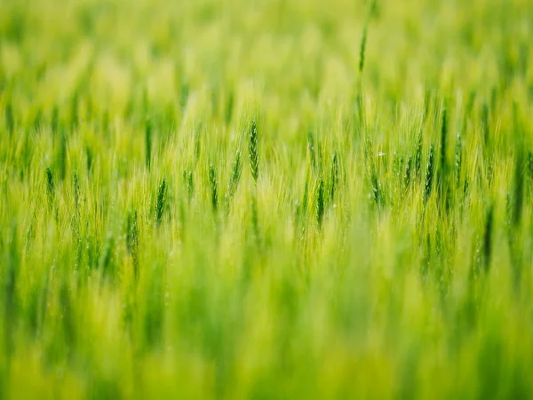 Campo de trigo em hokkaido — Fotografia de Stock