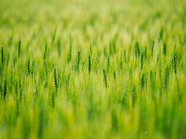 Campo de trigo em hokkaido — Fotografia de Stock