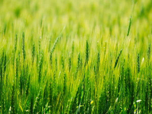 hokkaido buğday alanında