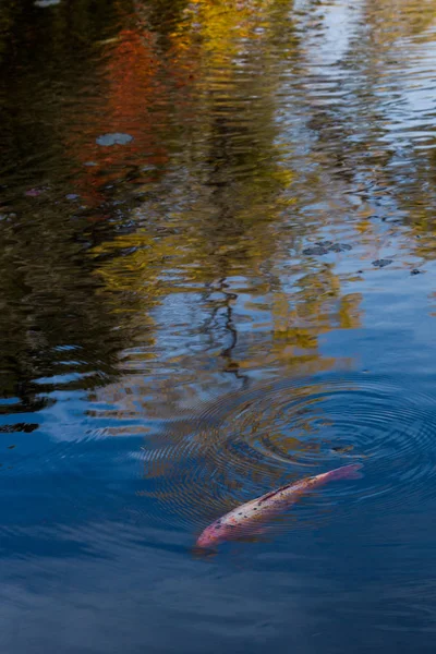 Carpa nadar na lagoa — Fotografia de Stock