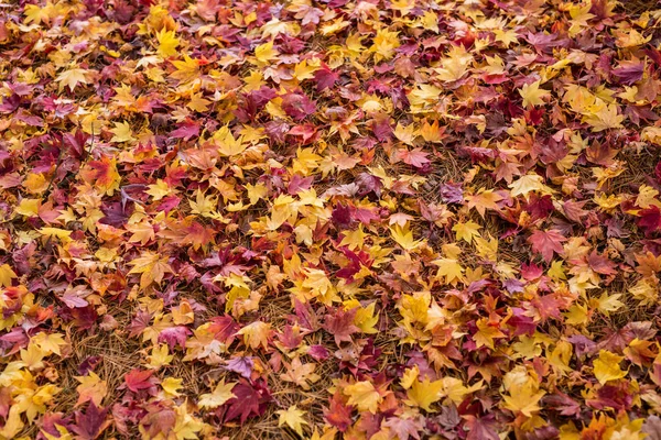 Paysage d'automne au Japon — Photo