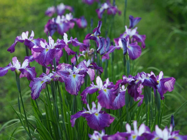 Iris en été japon — Photo