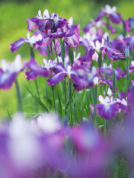 Iris en été japon — Photo