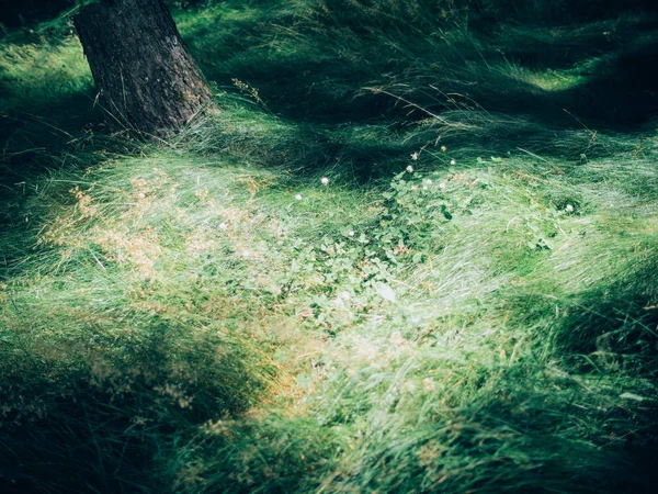 Skogen i sommar hokkaido — Stockfoto