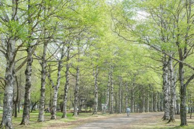 hokkaido sokakta ağaç