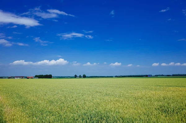 Champ de blé à hokkaido — Photo