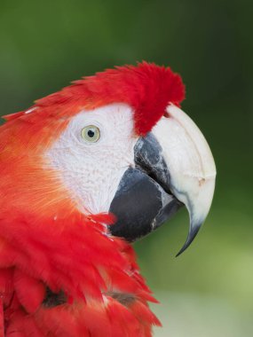 ormandaki Scarlet Amerika papağanı