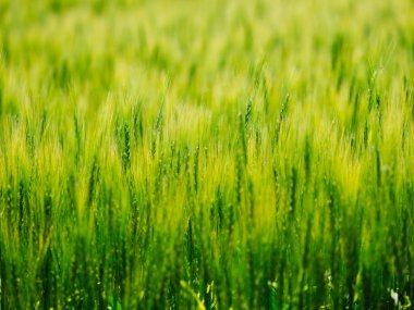 hokkaido buğday alanında