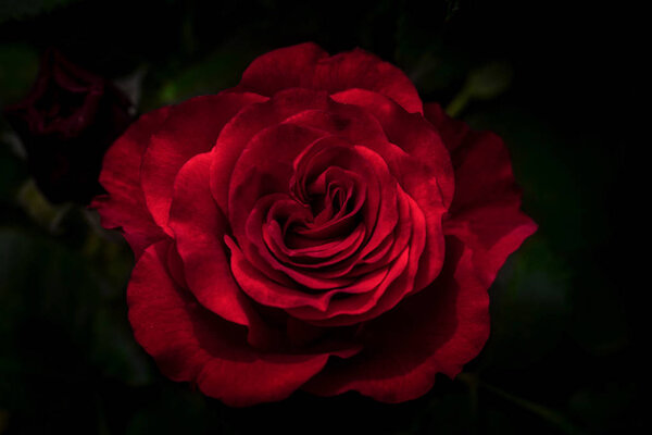 Red rose in black background