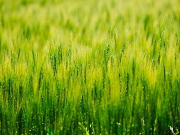 hokkaido buğday alanında